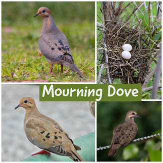 Mourning Dove